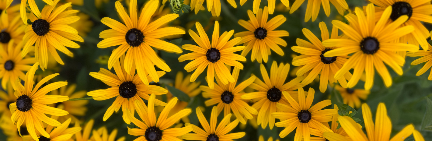 close up of blackeyed susans